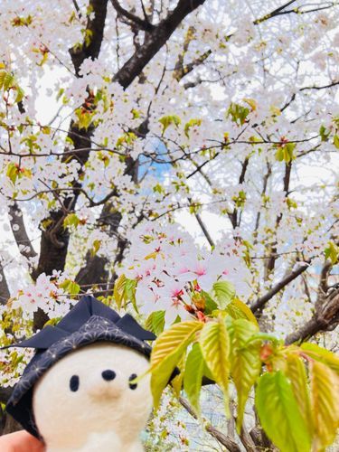 桜もちの葉っぱ。