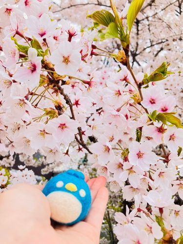 ざんすと桜。