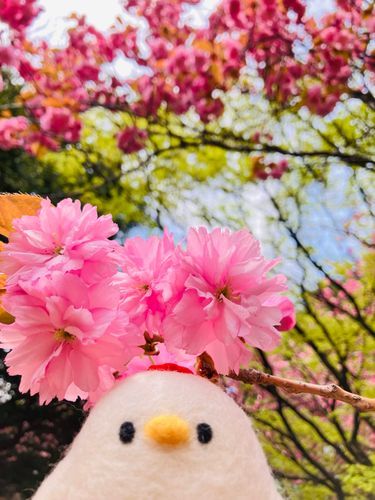 八重桜も見ごろ。