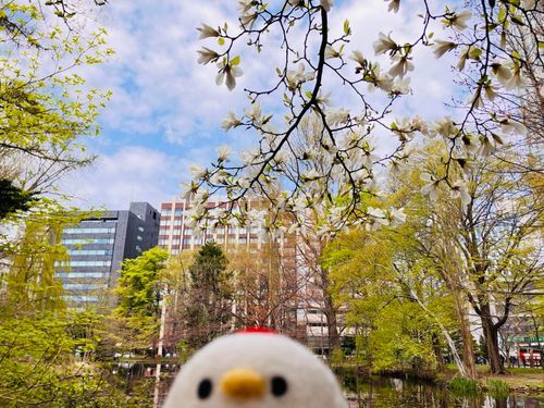 よいお天気にお花。