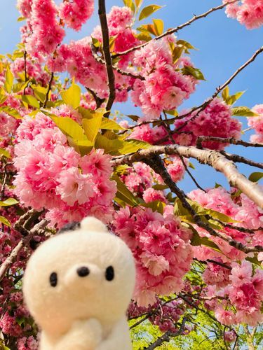 八重桜とねこみつの共演。