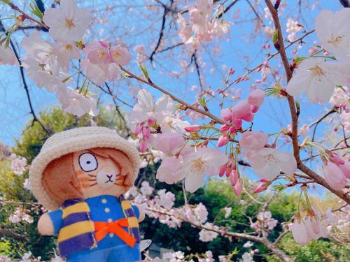 お花見🌸の季節だね👶