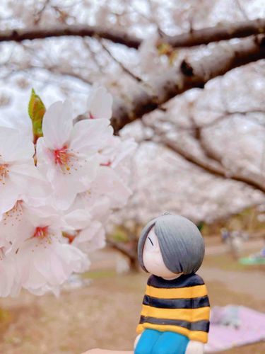 さくら🌸きれいだね