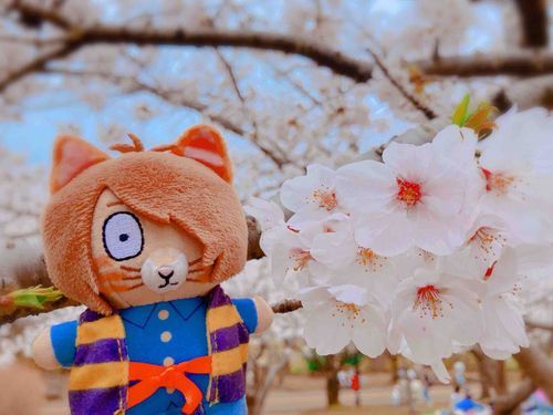 満開だね🌸
