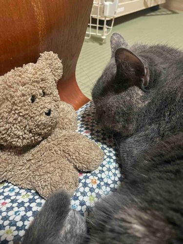 猫ちゃんともお泊まりしたよ