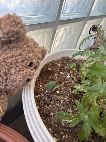 寄せ植えの花が枯れそうだったから、種寄せ合わせを適当に植えてみたんだよ。何か芽生えてきてた！