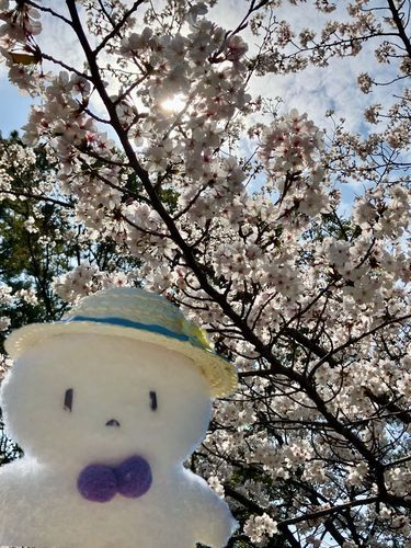 ｻｸﾗ　ｽｸﾞﾁﾙ…