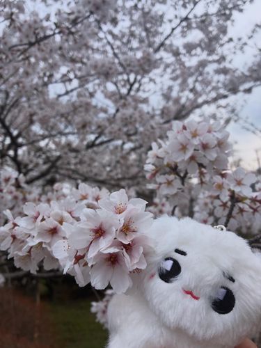 🌸
