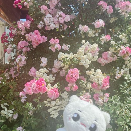 バラ祭り