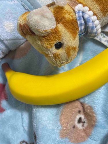 バナナ！きりりバナナ大好き🍌
きりり主は後期中間考査でわちゃわちゃしてるよ😇きりりはバナナを頬張る🍌