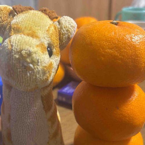 みてみて！みかんタワー！
きりりと同じくらいあるよ🍊