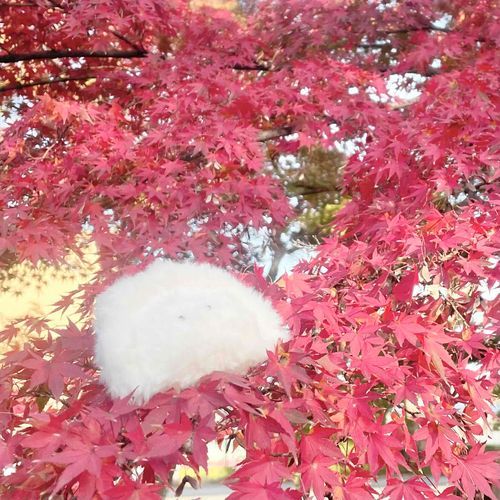 あきに うもれてみた