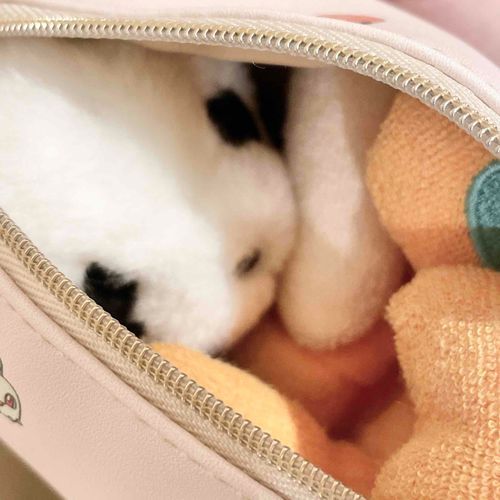 パモのおしりいいにおい？うーん