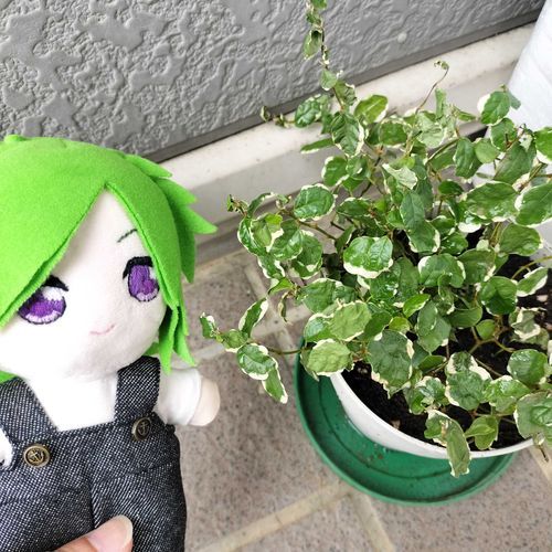 うえかえ🌿