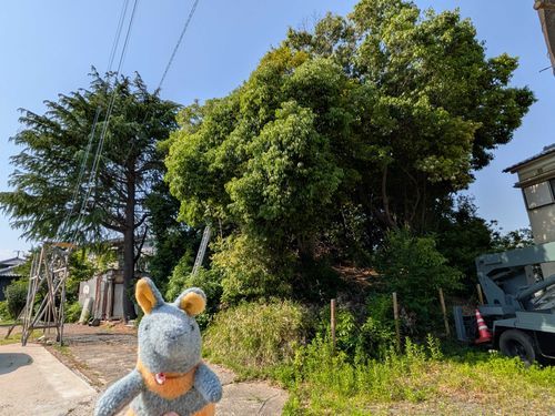 大将車塚古墳なのだー！