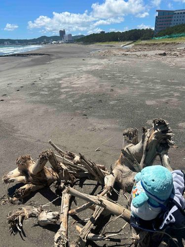 海に行ったヌァ
ヌーちゃんは人工保育だから水に弱いヌァ！