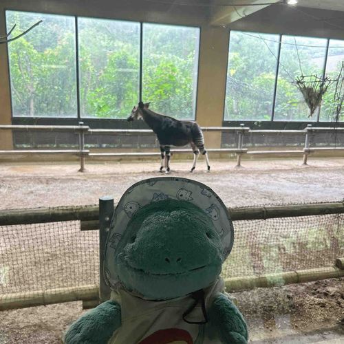 動物園に行ったヌァ
オカピと撮ったヌァ🦌
