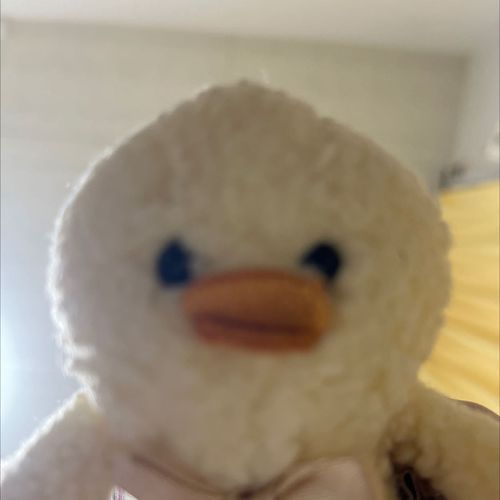 愛され末っ子のぴよちゃん(2)
ひよこなのかあひるなのかわからない