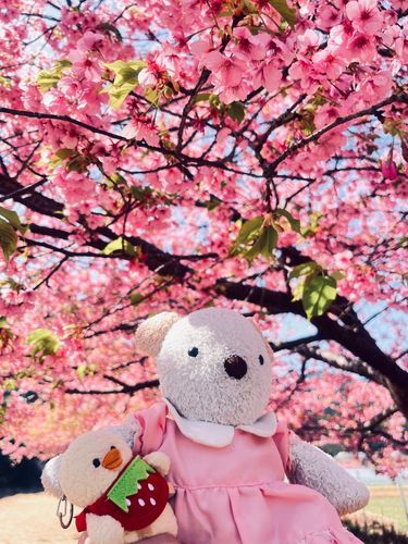 ぴよちゃんとお花見した時の写真🌸
季節真逆だけどお気に入りなんだ〜