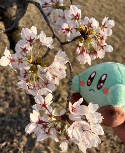 今年も桜が咲いたポヨ🌸