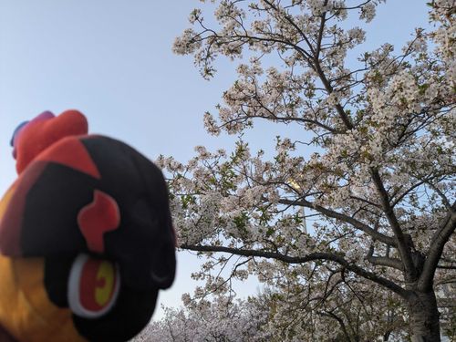 「桜まだ咲いててよかったね🎶」