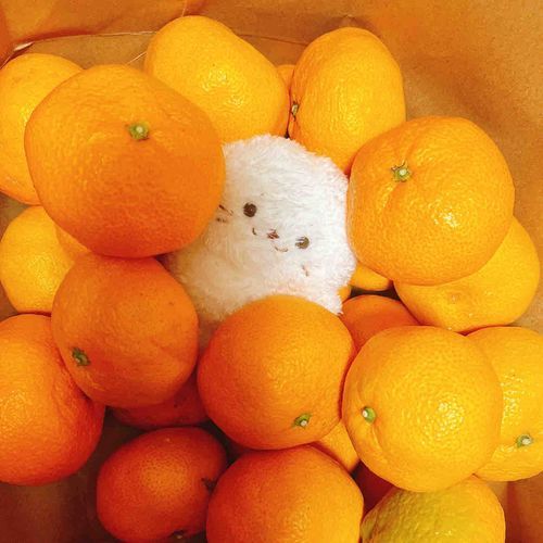 🍊🍊🍊
🍊🦭🍊
🍊🍊🍊