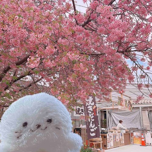 桜を見におでかけした夢を見たんだ🌷

(花見に行ったのにぬいを連れていくのを忘れてしまった故、合成しました)