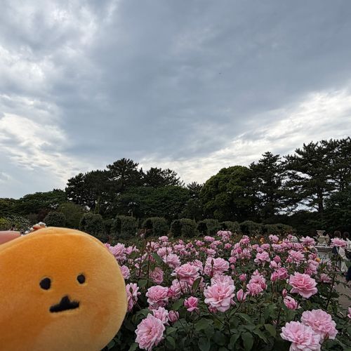ここは、フラワーパーク
きれいなおはながたくさん