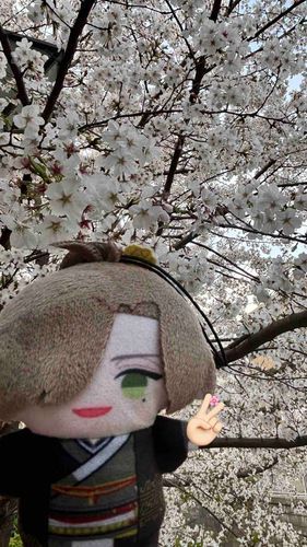 花よりお酒かも🍶´-