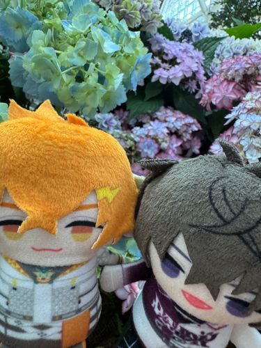 紫陽花