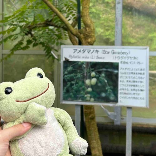 エダマメノキ…？？
