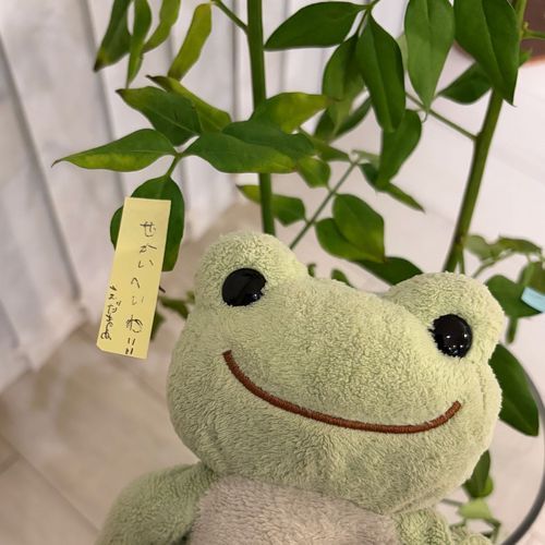 きょうは、たなばた！！
えだまめもおねがいごとしたよ🌟