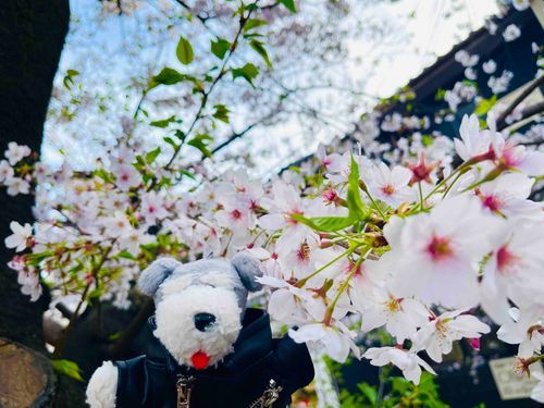春ヨボねえ