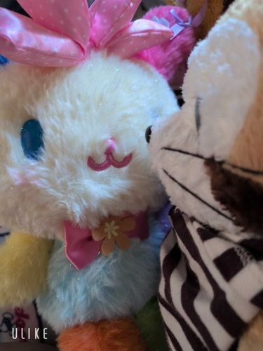 新しく来たウサハナちゃんを、
みつめる、あらいぐまラスカルჱ̒ ᴖ⩊ᴖ ）‪ ‪