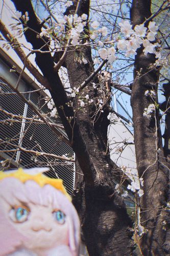 🌸