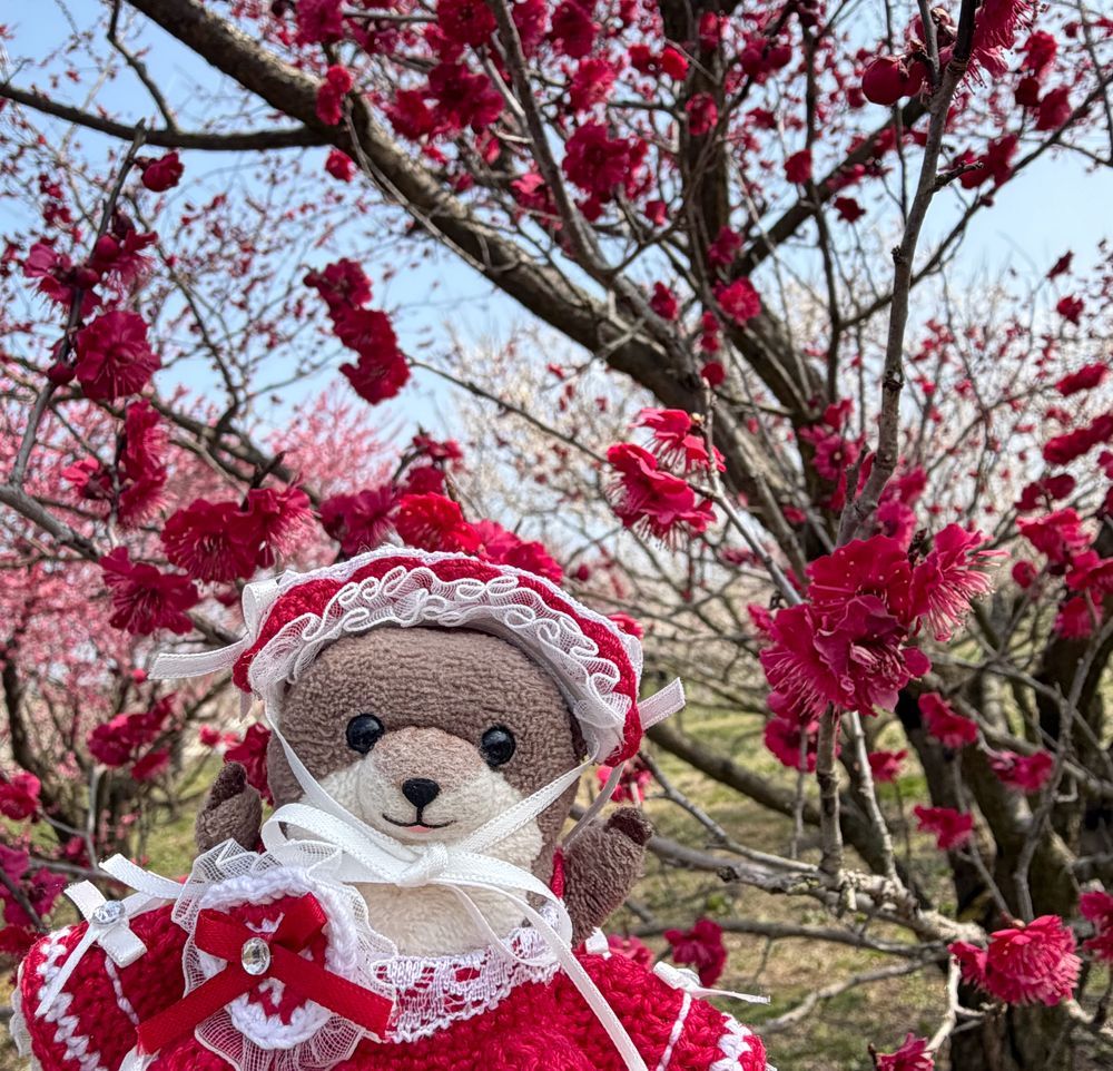わっちのとこでも やっと うめが まんかいだよ！
はちさんが いっぱいいて ちょと こわかったけど はれてて とっても きれーだったよ！
うめの いいにおいも したよ！