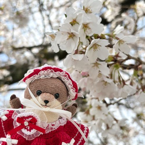 ね ねね！
わっちも さくら みたの！
かわのよこにね ばーって いっぱい！
うた うたって おさんぽ した！
あめとか はれとかで つかれちゃったにんげんちゃん ふわもこちゃん わっちみて げんき だして