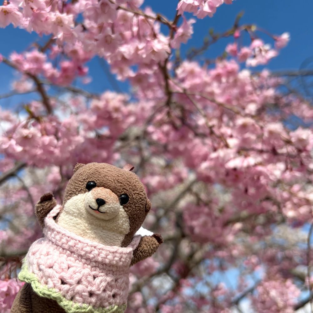 このまえみた さくら だよ！
わっち さくらの ようせいさんに なって おさんぽ したよ！
もう さくら なくなって ちゃいろくなって とっても かなしな
はやく らいねん ならないかな