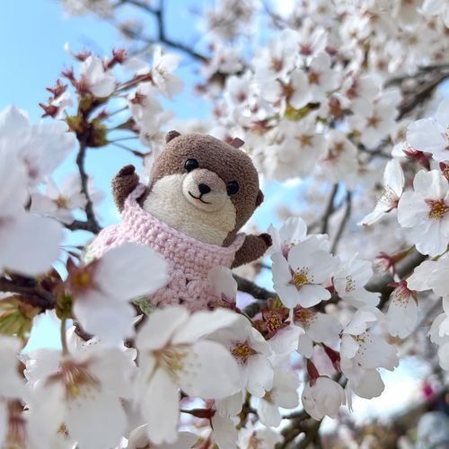 このまえみた さくら だよ！
わっち さくらの ようせいさんに なって おさんぽ したよ！
もう さくら なくなって ちゃいろくなって とっても かなしな
はやく らいねん ならないかな