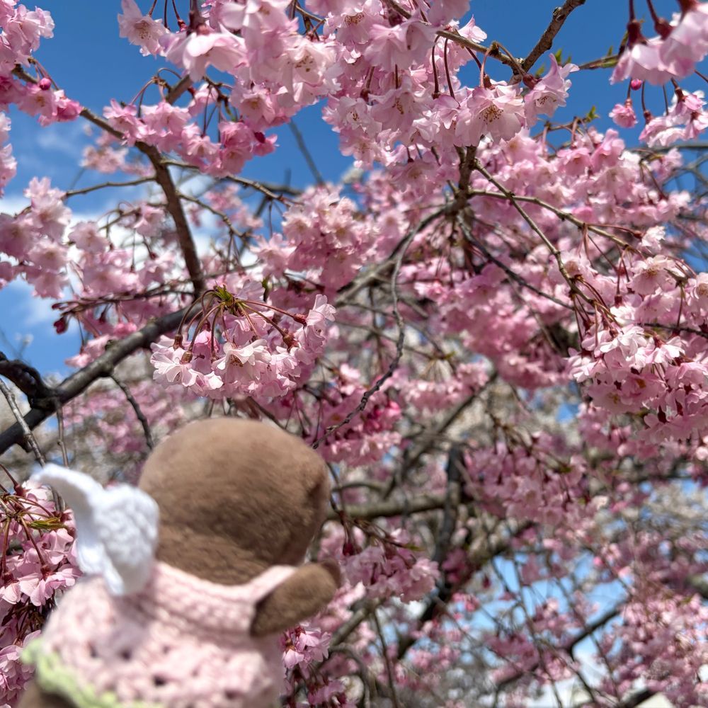 このまえみた さくら だよ！
わっち さくらの ようせいさんに なって おさんぽ したよ！
もう さくら なくなって ちゃいろくなって とっても かなしな
はやく らいねん ならないかな
