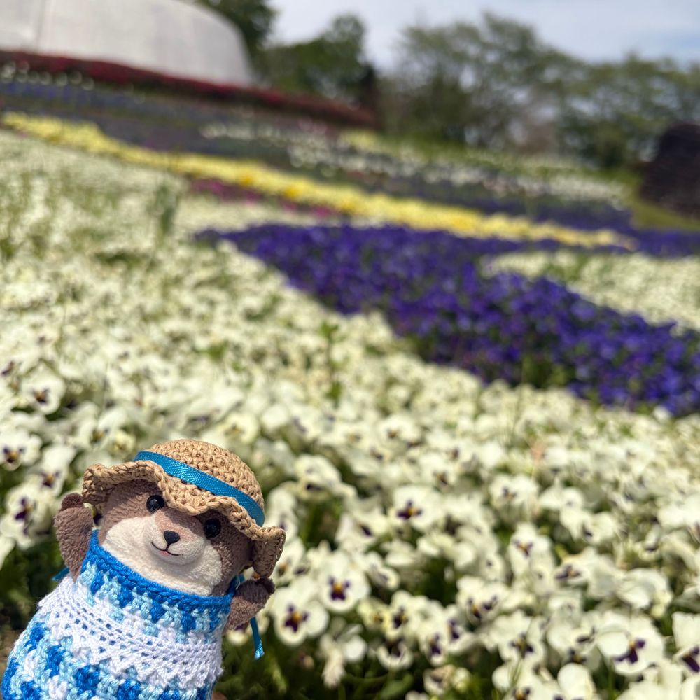 どらいぶして おはな みてきたよ！
ちゅりっぷ ぱんじ びおら！
あか しろ きいろ！