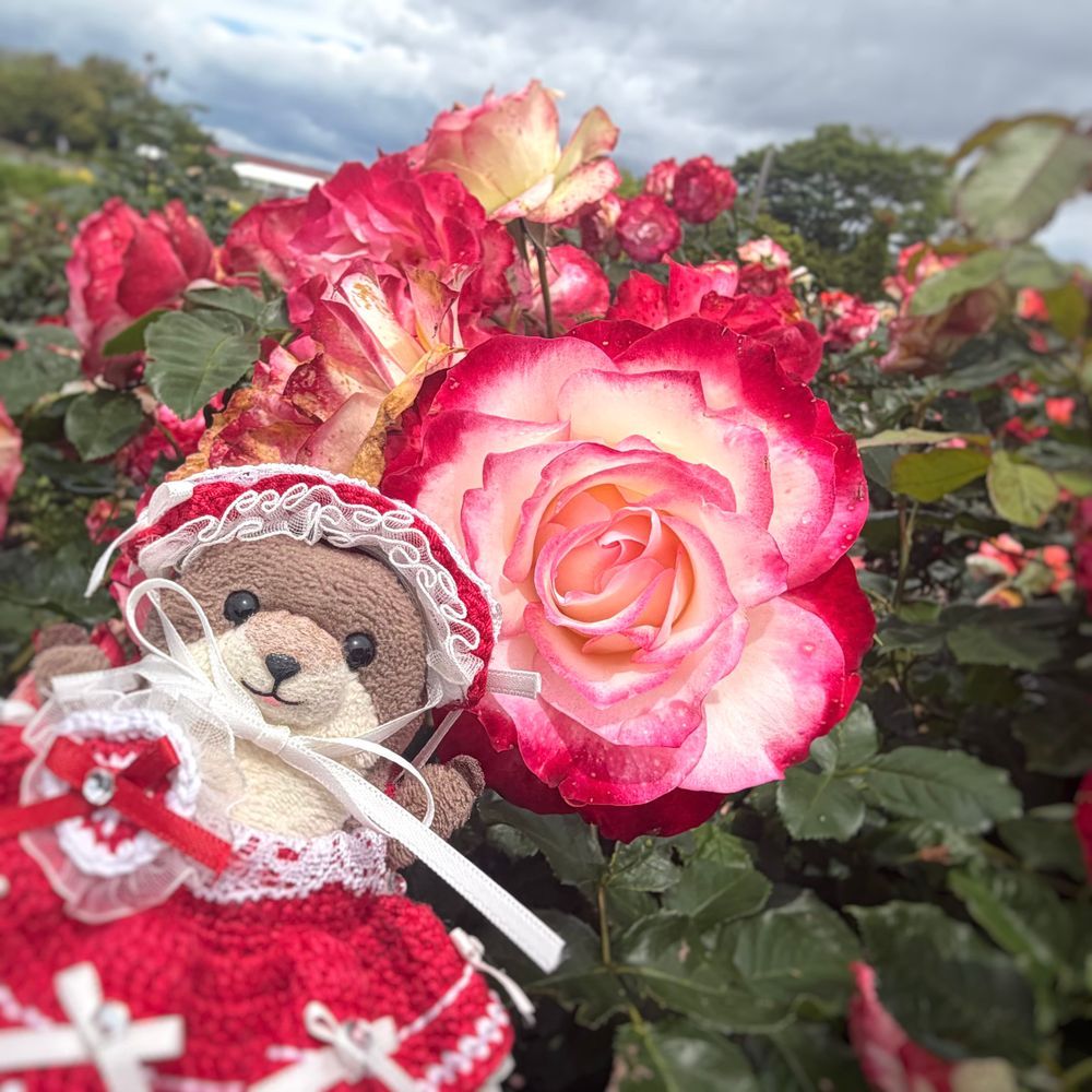 わっち ばら みてきた！！
しゃしん いっぱい あるから いっぱい みせるね！
ばらの おなまえは わかんないんだけど いろんな しゅるい あった！
わっち ばら にあう？