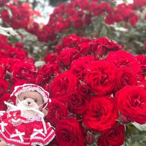 わっち ばら みてきた！！
しゃしん いっぱい あるから いっぱい みせるね！
ばらの おなまえは わかんないんだけど いろんな しゅるい あった！
わっち ばら にあう？