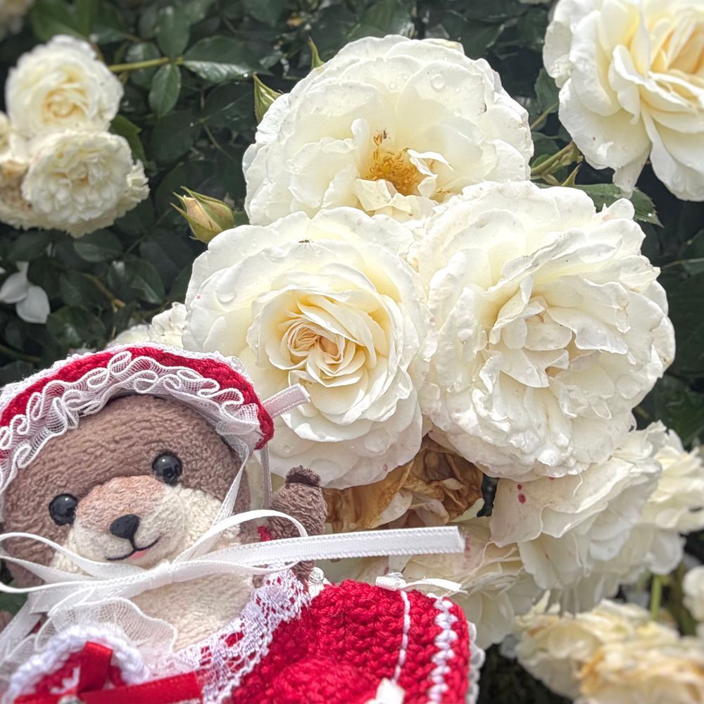 ばらの つづきだよ！
あかのほかにも いろんないろ あった！
わっちは しろいのが かわいと おもったよ！
ばら もう しなしな だったけど ちょとみれて うれしかったよ！