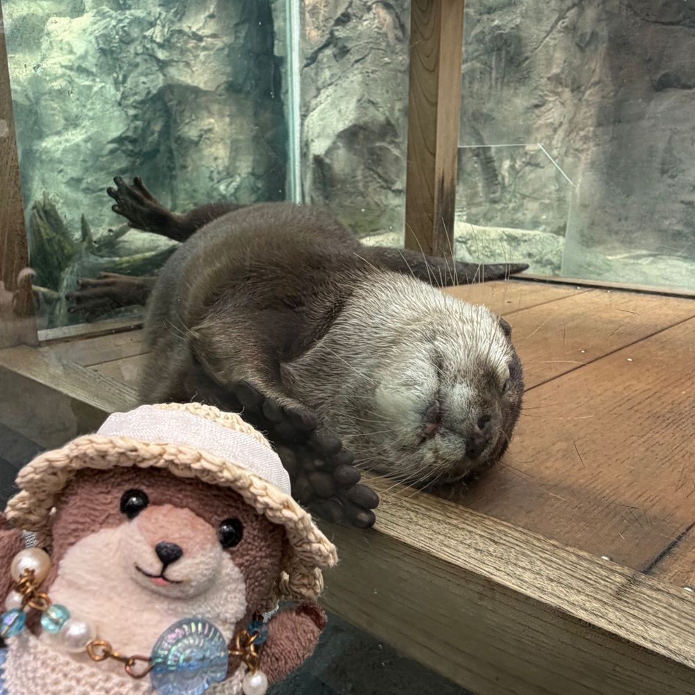 おでかけの つづきよ！
わっちが ずと いきたかった とば すいぞくかんよ！！
らっこの めいちゃ きらちゃ くるくるって およいだり ごはん たべたり してた！