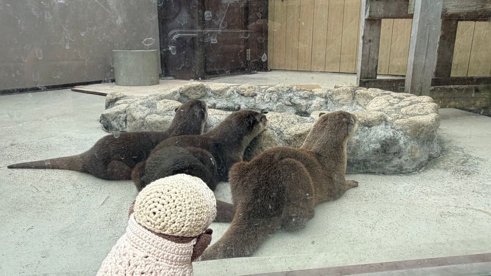 しぱらの つづきだよ！
いちまいめは ねてる あざらしさん
かわった ねぞう だね
いるかさんとか ぺんぎんさんとか いろんな どうぶつさんに ちかくで あえて すっごく たのしかった！
また いきたいな


