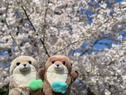 わっちの あかちゃんの しゃしん でてきたから みせるよ！
いまより ふわふわ ぱやぱやな きがする