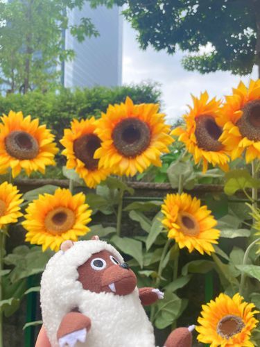 🌻