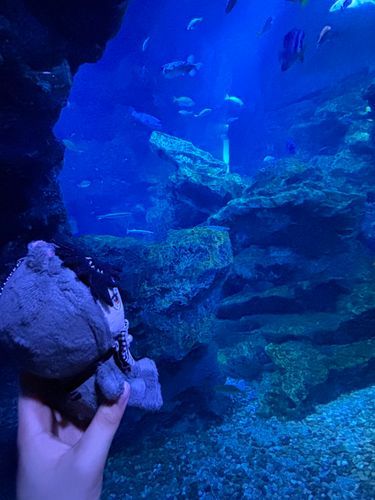 水族館~𓇼𓈒𓐍