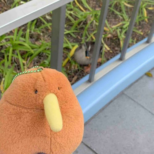 ゆるいキーウィが好きです